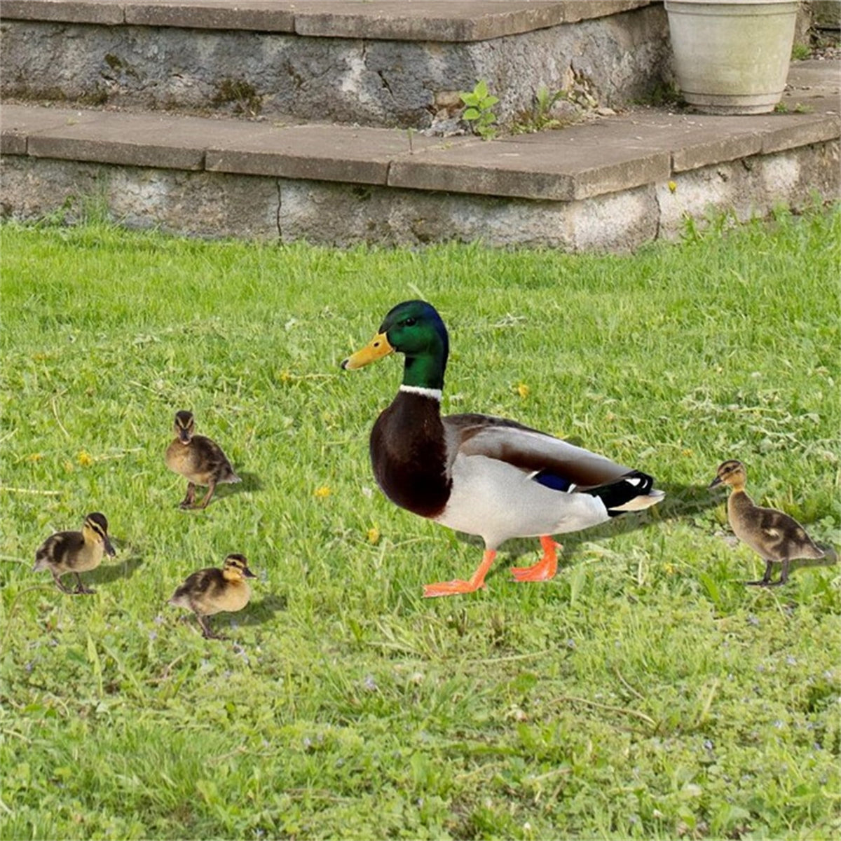 5Pcs Garden Duck Stakes, Three-dimensional, Dual-sided, Yard Sign, Metal Duck Garden Stakes, Yard Art for Lawn Outdoor Decoration Multicolor